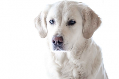 is raw diet good for dogs with kidney disease